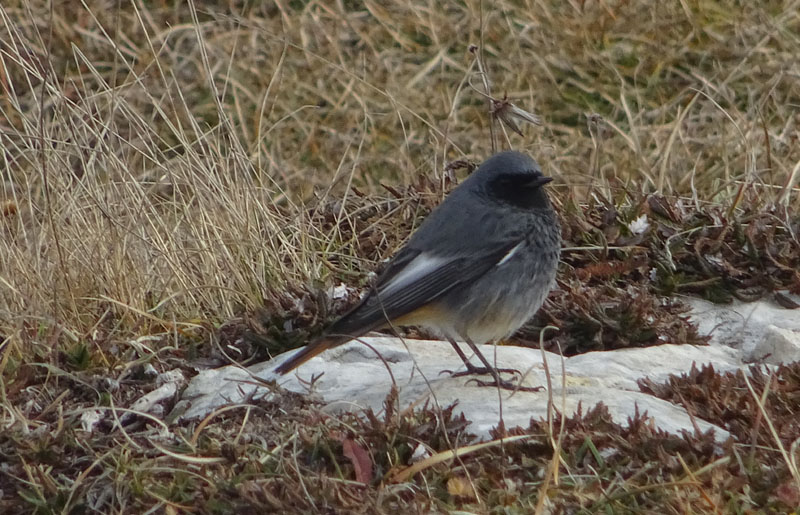 Phoenicurus ochruros - Muscicapidae